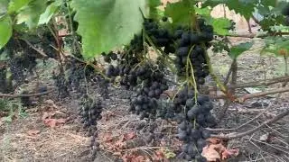 #ВиноградникЕлисеевых Шкода