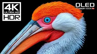 UNSEEN 4K HDR Dolby Vision 🌿 4K Video ULTRA HD 120 FPS