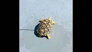Turtles can feel their shell, and they like a good rinse.