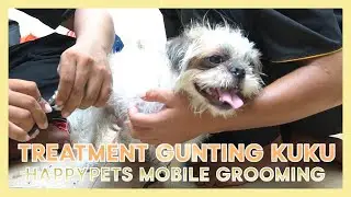 TREATMENT GUNTING KUKU - HAPPYPETS MOBILE GROOMING