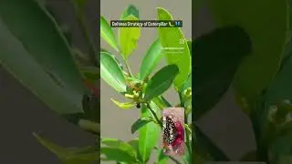 Defence Strategy of Caterpillars (Swallowtail Butterfly) 