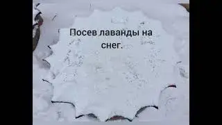 Посев лаванды на снег. 