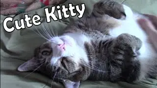 Cute Kitty Purring and Cuddling