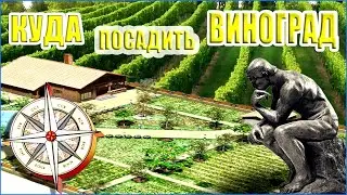 Как выбрать место для посадки винограда