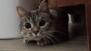 I'm a playful meow