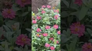 tez kòring dunyodagi eng kichkina QUSH