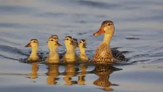 ৫ থেকে ২০ দিন বয়সী হাঁসের বাচ্চার