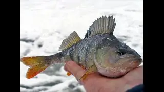 ЗИМНЯЯ РЫБАЛКА БЕЛОЯРКА ИМПУЛЬС (ЧАСТЬ 3)
