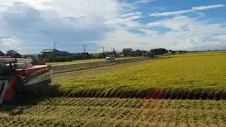 Ganito Ang Magharvest ng Play sa Japan. Kahit Ektarya pa Yan kayang kaya ng Isang tao lang.