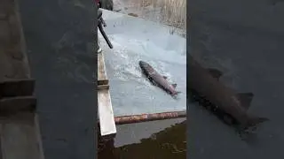 Форель налегке 