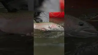 Spoon fishing was incredible this year!