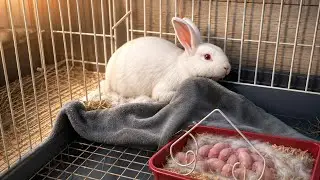 Rabbit giving birth, soon  #rabbits #khargosh