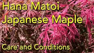 Japanese Maple, Acer Palmatum 'Hana Matoi' - Great Maple for Containers - Growing and Care.