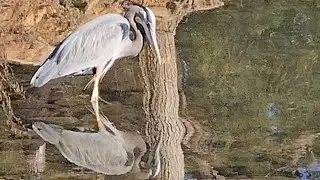 Shadow Of Doubt-Great Blue Heron Reaction To Seeing It's Shadow!