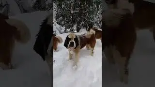 Dogs Enjoying the Snowfall