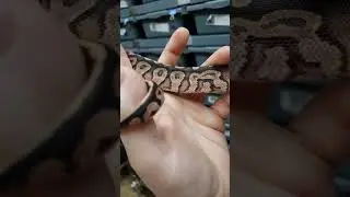 #ballpython #reptile #ballpythons #python #reptiles #viral #snakevideo #funny #flipaclip #snake