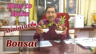 How to make Miniature Bonsai at Home.
