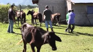 Honduras