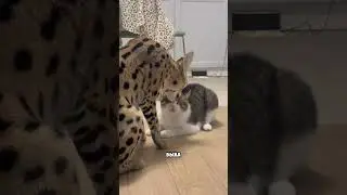 Они могут развестись🙀 Семен забрал у Севы карту, сказал что отказывается ее содержать😓Кто виноват!