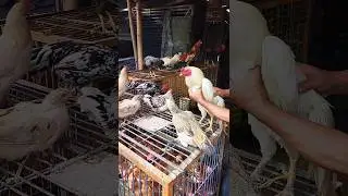 di tawar 90 ribu+ di potongin#shorts #ayam #ayamlokal