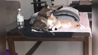 Our Babies( Bella And Bernice )