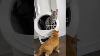 When your cats work smart, not hard🤣 Thank you Litter-Robot @LitterRobot #Ad #LitterRobotPartner