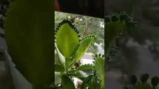 Amazing Plant