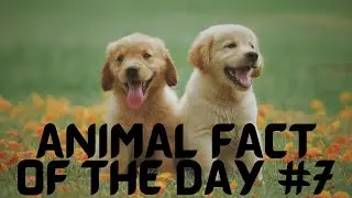 Animal Fact 7 Dogs
