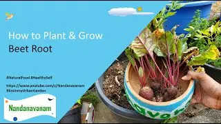 SEED 🌱 🌱 TO HARVEST ✂️✂️ JOURNEY of Beetroot
