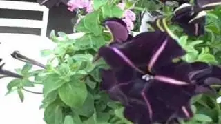 Ball's Black Velvet Petunia