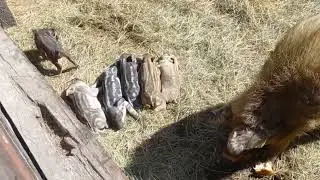 Венгерская Мангалица в Забайкалье