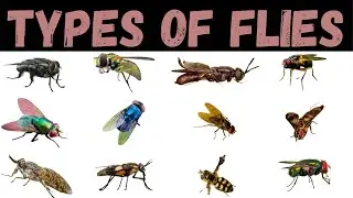 Types Of Flies | Flies | Flies For Kids #flies #insects