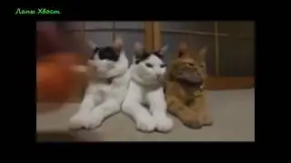 приколы с животными, коты, попугаи, обезьяны, ржака