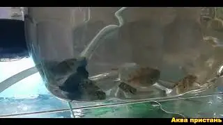 У голубой панды и ампулярии свои взгляды на жизнь