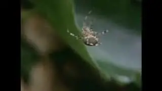 Ragni e droghe