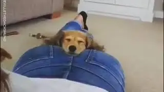 Pupper found most comfortable place