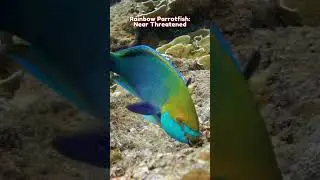 All About Mangroves: Fish Nurseries 🐠