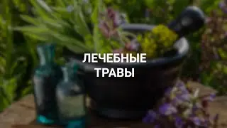 Лечебные травы. Так ли полезны лекарственные сборы?