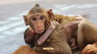 Poor baby monkey Ting Ting struggle very hard to hug older sister