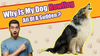 Why Is My Dog Howling All Of A Sudden ?