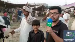 Sahiwal mandi last day for buying animals.