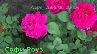 ПРОГУЛКА  В 7 УТРА/МОИ ЦВЕТЫ/ЧТО ЦВЕТЕТ