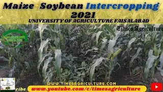 Maize Soybean Intercropping | University of Agriculture Faisalabad (UAF)| मक्का सोयाबीन इंटरक्रॉपिंग