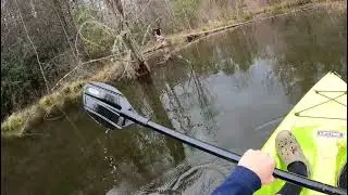 Exploring a beaver pond!