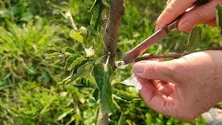 🌳 Результаты летней прививки молодых деревьев 🌱