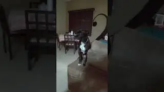 Assim começa nosso dia em casa  Cuidando deles