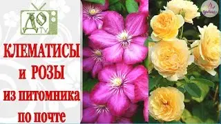 ПОСЫЛКА с РОЗАМИ и КЛЕМАТИСАМИ. Растения из питомника по почте / Оценим посадочный материал