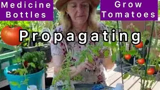 How to grow Tomato Plants FOR FREE Propagating Suckers The EASY WAY-Recycle Bottles Growing Tomatoes