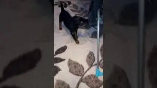 Щенок ягдтерьера