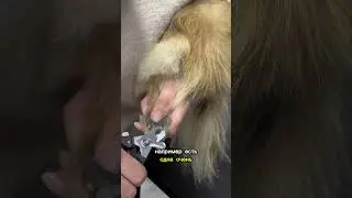 Пекинес. Несколько фактов об этой породе👍 